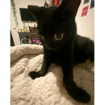 cats rule the world >:)