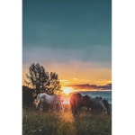 Horse Haven Group!