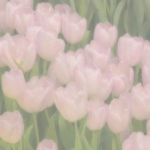 •Tulips• <3