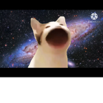 Pop cat in space