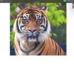 Tigers troop boooyyy