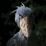 Shoebill Society