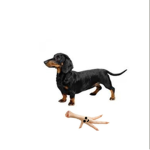 Perro con pataz