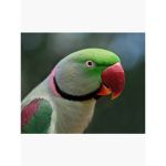 The birds and parrots