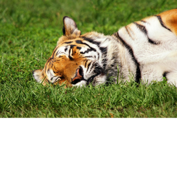 tigerboy242499's Place Number: 3