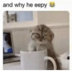 Silly Kitty shenanigans