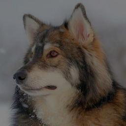 ⋆˚🐾˖°