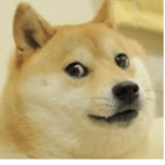 The doge family And cat