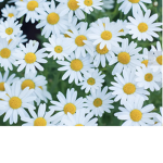 Daisyxdazzle