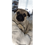 Official Pug Boyz Group