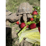 Turtle love :3