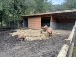 THE PIG DEN