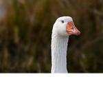Geese people