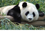 Glam pandas