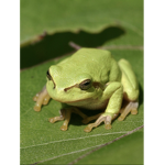 Frogs United Group