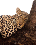 Leopard baddies