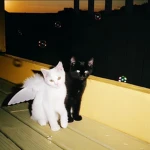kaisake Group Thumbnail