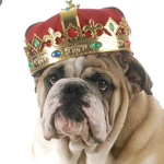 The dog black order