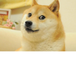 DogGroupyouto