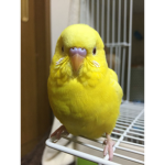 # Tweety squad