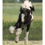 Horse Lovers <3