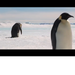 Penguin Bois Forever