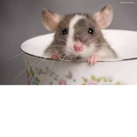 .Rat.Army.