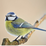 Birds are nice