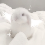 Iostbunni