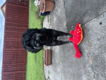 Theo and Darcey dog group
