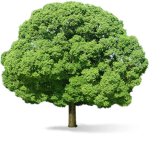 trees are fluffy