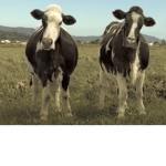 The Mega Cow
