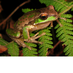 ~frogy~