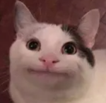 popcats :3