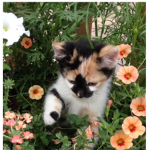 ~Lovelyvcats~