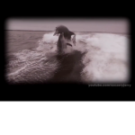 Wasted dolphins