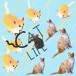 CAT LIFE