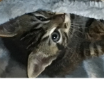 My cat, Mo <3