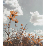 Sunflowers Gang