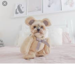 Ducky the yorkie fan club!!!