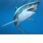 Sharks of rb world