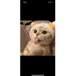 spooky meow meow