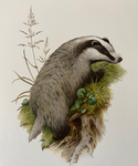 The Badger Fellowship