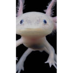 Axltyyt