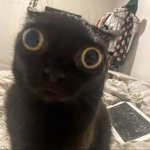 HEYOLOL