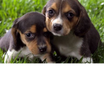 Epic Twin's