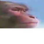 Monke klub