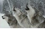 rose wolves