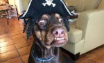 The Pirate Dogs