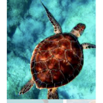 lolTurtleTastic